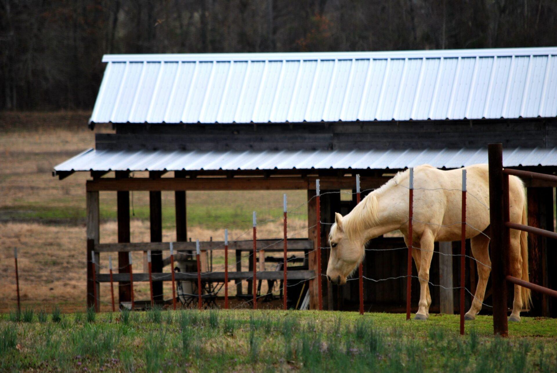 Agricultural Metal Roof on a Horse Barn